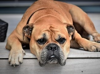 bulldog continental